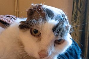 Maca odgrizla uši i spasla se raka
