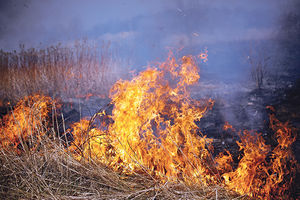 PRVOMAJSKI IZLETNICI IZAZVALI POŽAR NA ZOBNATIČKOM JEZERU: Gust crni dim i plamen kuljaju u nebo, vatrogasci na licu mesta (FOTO)