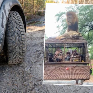 HIT SCENA SA SAFARIJA: Lav i lavica skočili na krov džipa, turisti pomislili