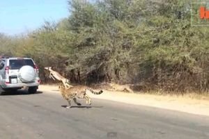 SPASLA SE: Bežeći od geparda antilopa uskočila u džip!