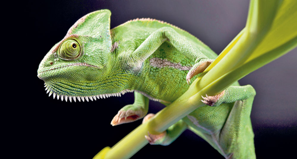 Malver Chameleon