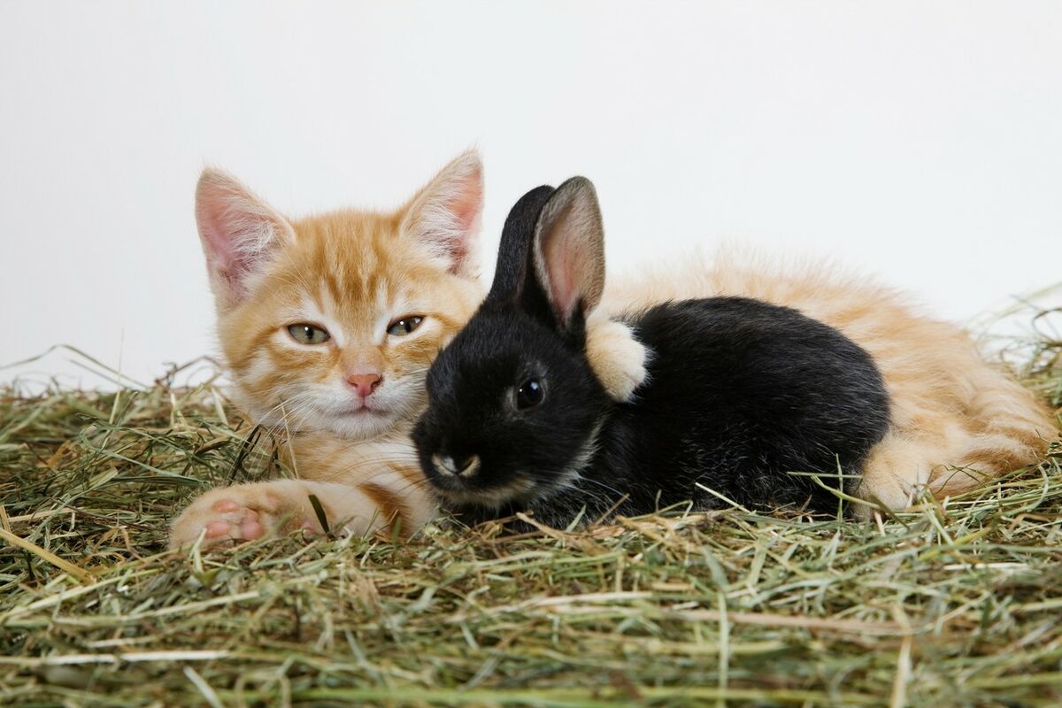 Черный кролик и котенок