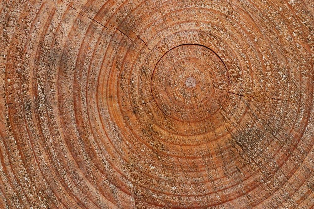 REKORDER LICITACIJE: U Hrvatskoj je prodato drvo dugačko 11,5 metara i staro preko 160 godina, a njegova cena je NENORMALNO VELIKA