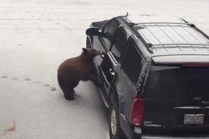 PANIKA MEĐU VLASNICIMA AUTOMOBILA! Medved prišao vozilu, otvorio vrata, ušao unutra i zatvorio se! (VIDEO)