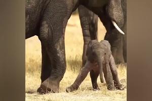 KAKO JE SAMO MALA I NEJAKA! Ovako izgleda beba slona kada dođe na svet i prvi put stane na noge! (VIDEO)