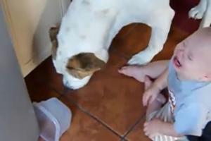 HEJ, TO JE MOJE! Pas ukrao bebin keks! Niko nije očekivao ovakvu mališanovu reakciju! (VIDEO)