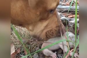 KUCA SPASILAC! Pas pronašao bebu koalu na ivici smrti, njegova reakcija će vas raznežiti! (VIDEO)