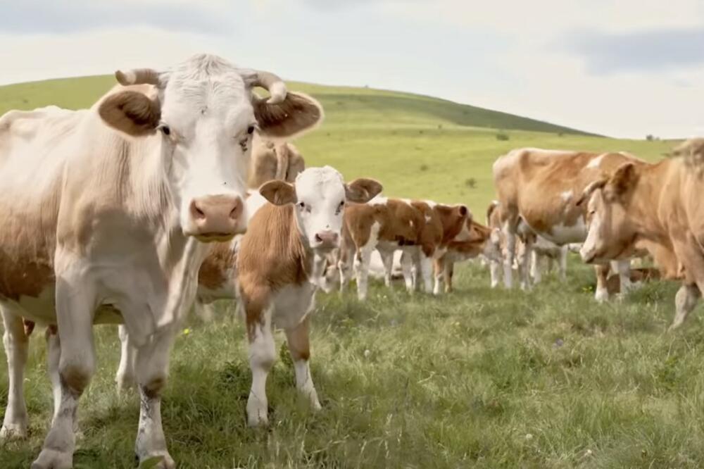 IZABRANA NAJLEPŠA KRAVA U BUJANOVCU! Lepotica među kravama, a tek što košta! Dala skoro 6.000 litara mleka a cena joj je šok FOTO