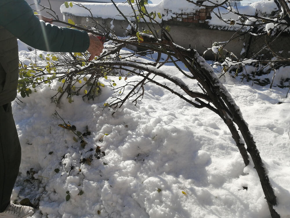 Sneg, pololjene grane