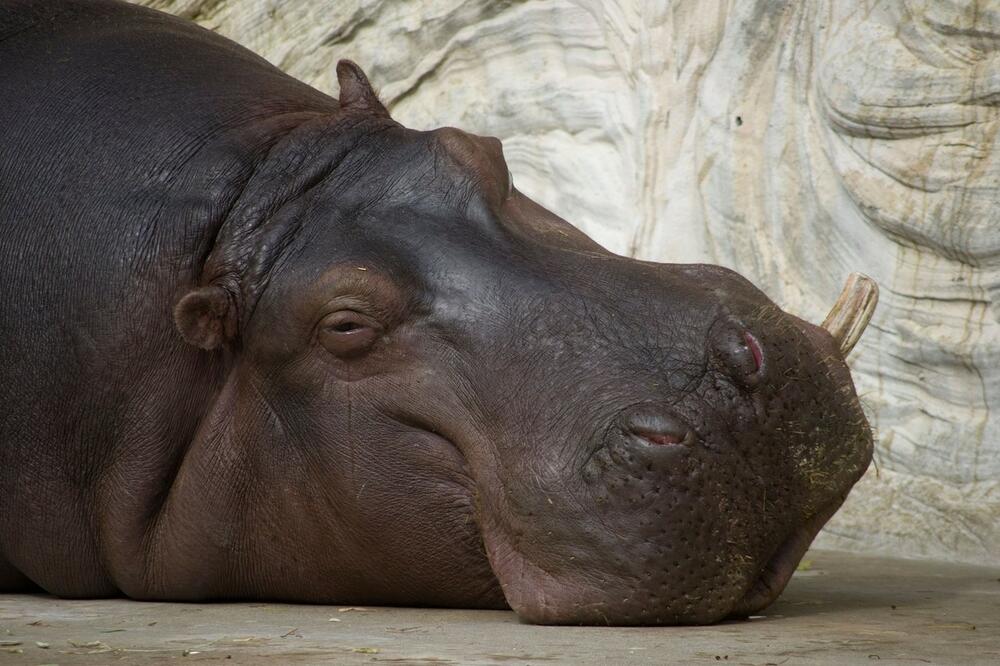 NILSKI KONJ NAPAO ČUVARE U ZOO VRTU: Uspeo da pobegne iz kaveza, jedan radnik nastradao, drugi teško povređen