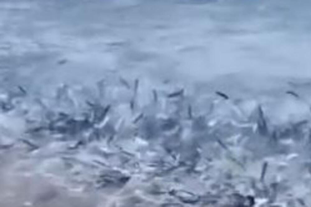 ŠTA SE OVO DEŠAVA? Hiljade riba beže iz mora: Veruje se da se bliži UŽASNA KATASTROFA (VIDEO)