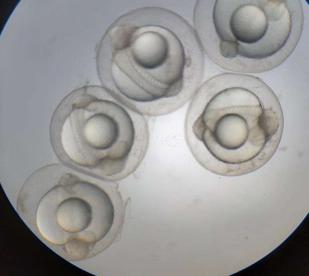 Embrioni pod mikroskopom