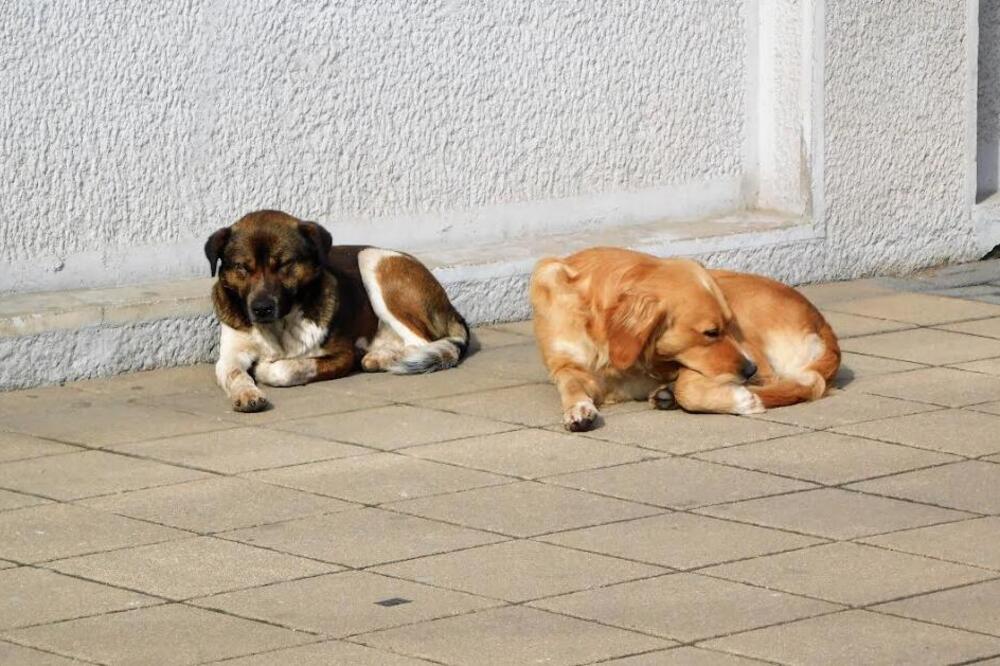 ZA ODŠTETU OTIŠLO 10 MILIONA DINARA: Psi lutalice prazne lozničku gradsku kasu