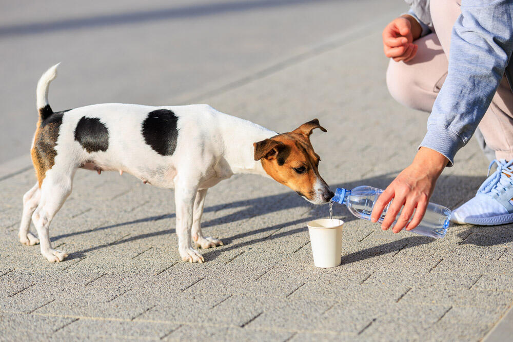 Vrućina, Vrućine, pas, žega, pas pije vodu