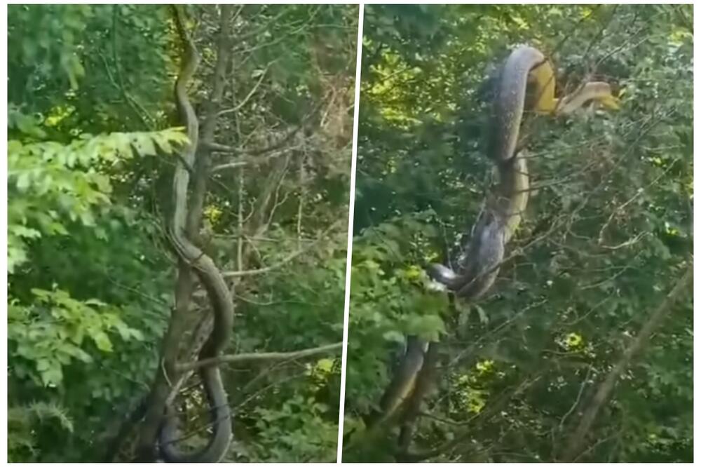 JEZIV SNIMAK IZ HERCEGOVINE: Ogromna zmija koja se penje uz drvo zbunila i zoologe VEĆI GMAZ NIKADA PRE NIJE VIĐEN (VIDEO)