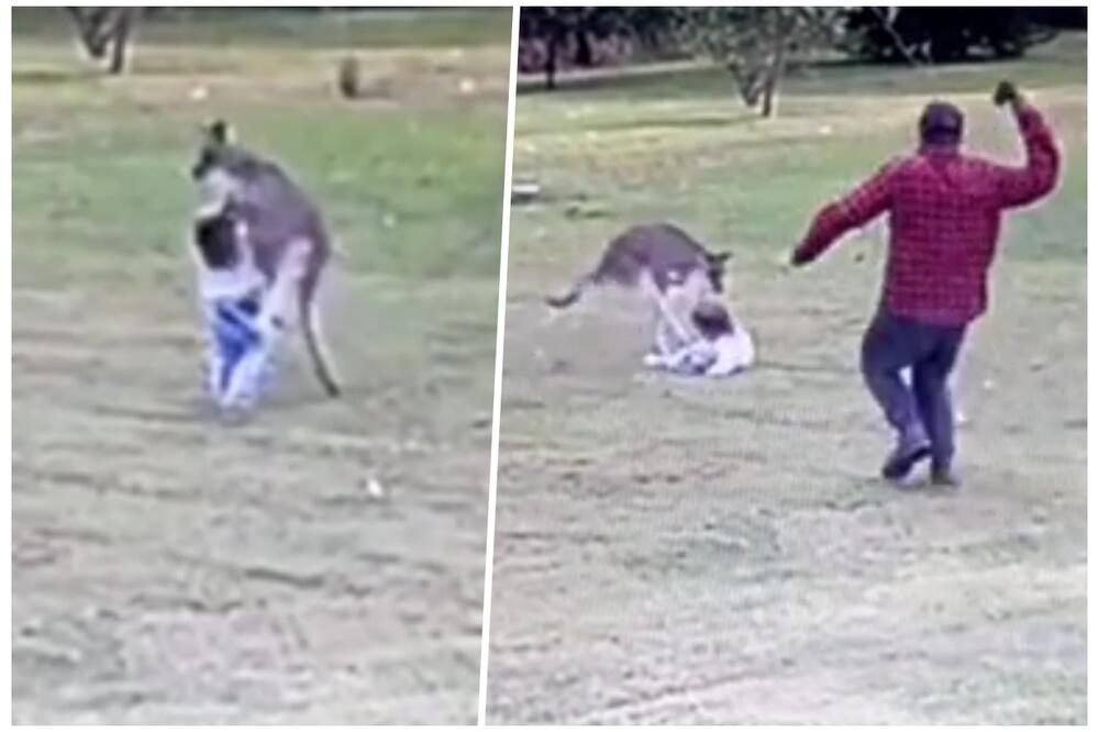 ŠOKANTAN TRENUTAK: Kengur iz zaleta naskočio na dvogodišnju devojčicu, oborio je na pod, ali onda je UGLEDAO NJEGA (VIDEO)