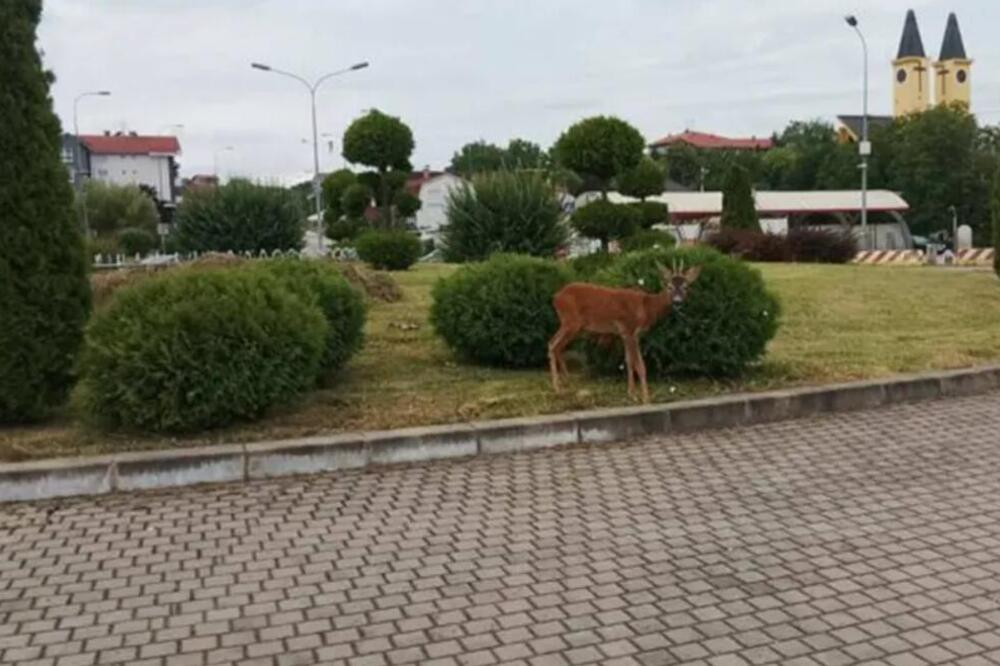 NESVAKIDAŠNJI PRIZOR: Banjalučani u neverici kada su videli lane usred KRUŽNOG TOKA (FOTO)