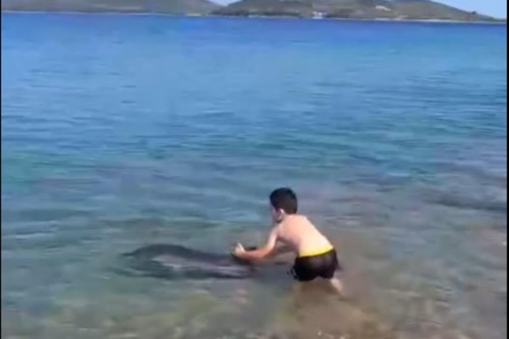 DRAMATIČNA SCENA S PLAŽE U GRČKOJ: Delfin zalutao do plićaka, ono što mu je jedan dečak uradio razbesnelo je mnoge (FOTO)