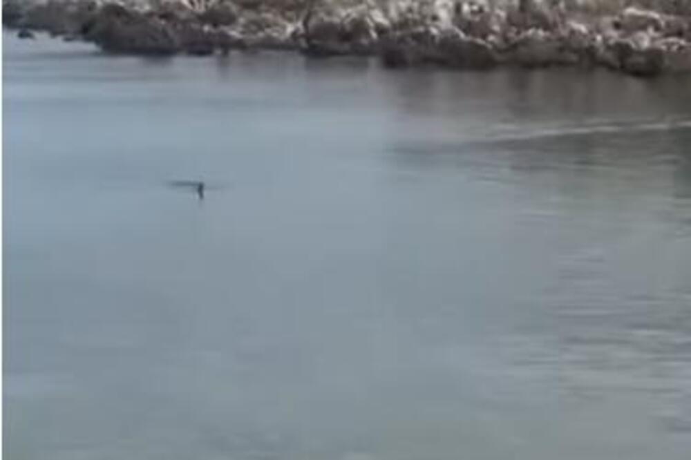"PLIVALA JE RAVNO KA MENI" Leškario na jadranskoj plaži i izvadio kameru da snimi delfine! A onda je u kadar ušlo neočekivano