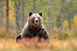 NAKON SMRTI MLADE PLANINARKE Rumunija udvostručila kvote za ubijanje medveda