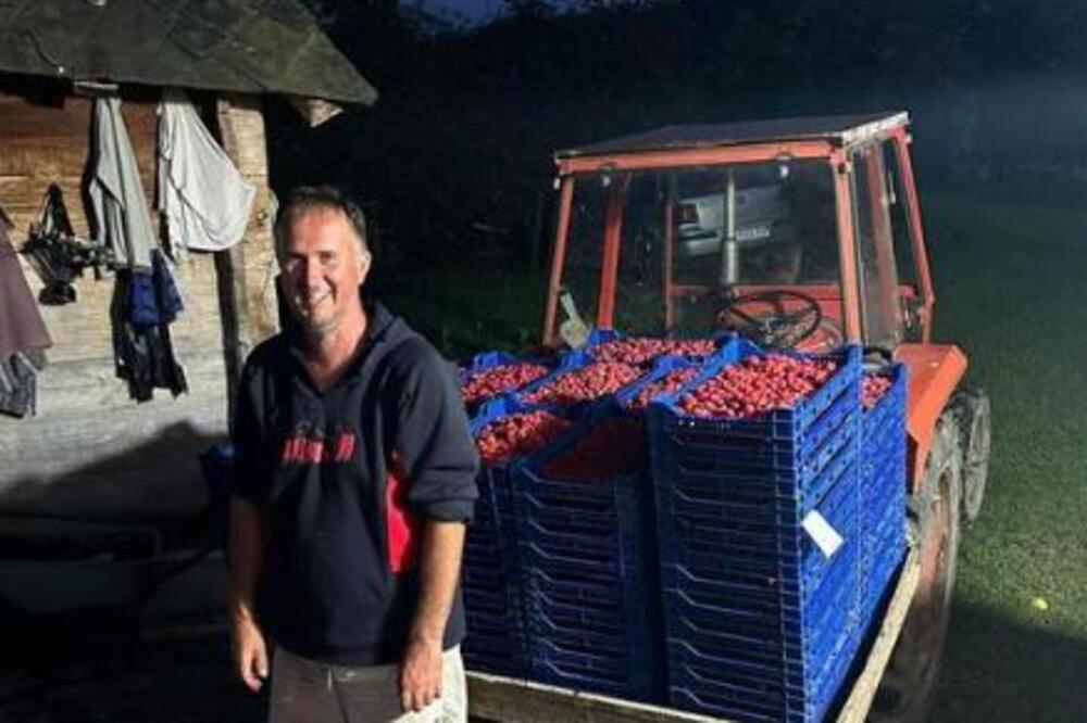 MILOŠ REKORDER! 113 GAJBICA, 218 KG ZA DAN! Ovaj čovek je mašina za branje, a ko god je išao u maline zna koja je to muka (FOTO)