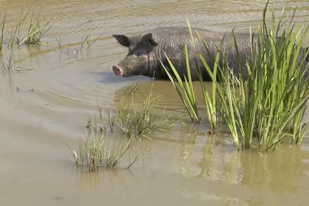 "FARMERI UBRZANO PRODAJU SVINJE ZBOG VRUĆINE, A LUBENICE GORE!" Uzgajivač stoke: Ovo je katastrofalna situacija!