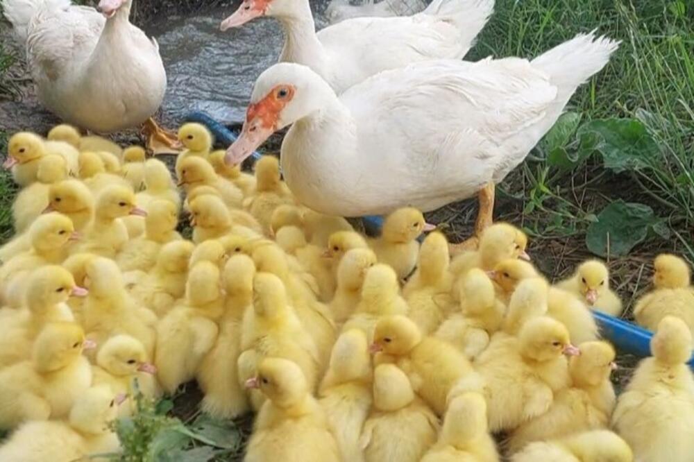 NEVEROVATAN PRIZOR U BOŠKOVOM DVORIŠTU! Domaćin ovakvu prinovu ni u najluđim snovima nije očekivao, jedva prebrojao (FOTO)