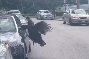 SCENA IZ HOROR FILMA! Pobesnela ćurka napala automobil: Ljuta ptica izgrebala luksuzno vozilo, KAMERA SVE ZABELEŽILA (VIDEO)