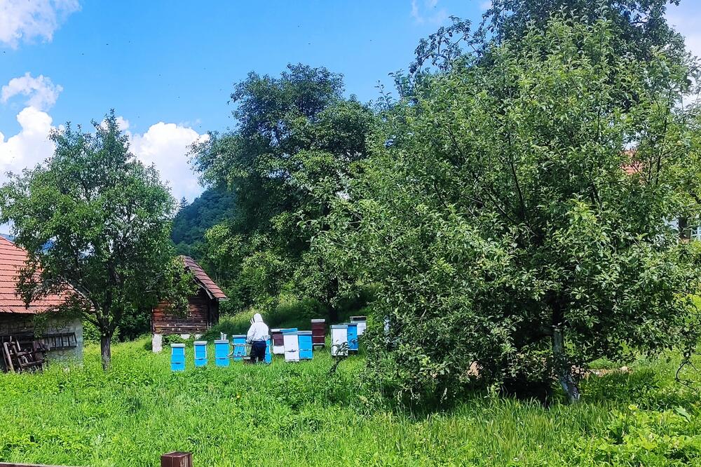 MEDVEDI PRAVE VELIKE ŠTETE UŽIČKIM PČELARIMA: Zabeleženo najmanje 5 upada