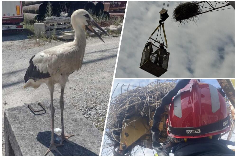 UŽIČKI VATROGASCI JOŠ JEDNOM POKAZALI VELIKO SRCE: Mladunče rode vratili u gnezdo (FOTO)