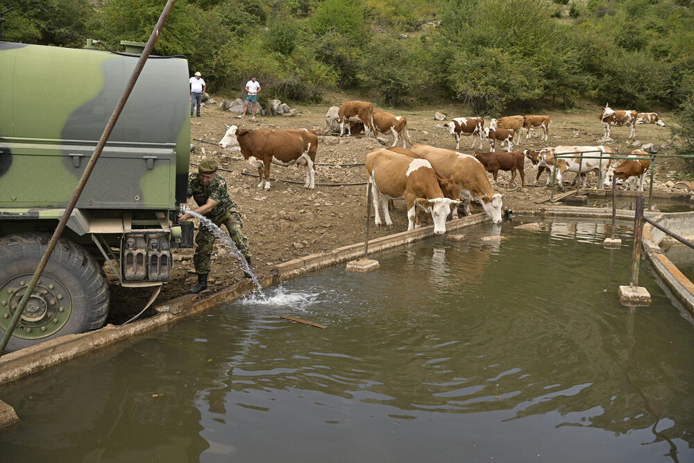 Suva Planina, stoka, napajanje stoke, krave, žedne krave, Vojska Srbije, voda