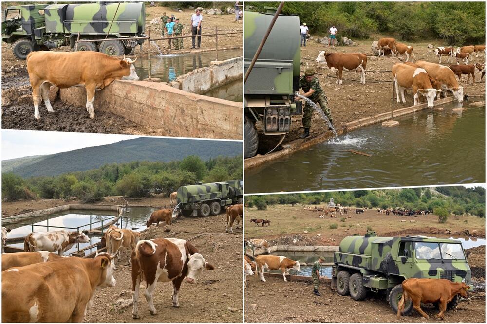 VOJSKA SRBIJE POMAŽE U NAPAJANJU STOKE NA SUVOJ PLANINI Dopremaju vodu za 1.000 ugroženih konja i krava FOTO