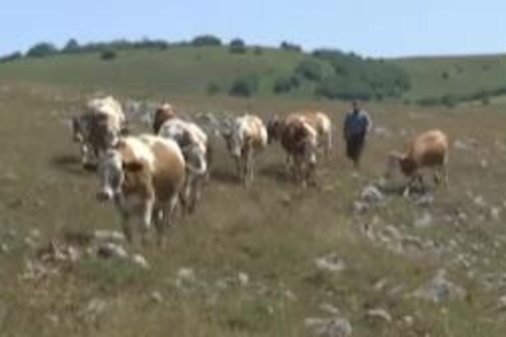 UGROŽENA CELA TORITORIJA SJENICE ZBOG SUŠE: Umiru životinje, vode nema ni za ljudske potrebe! Hitno potrebne cisterne!