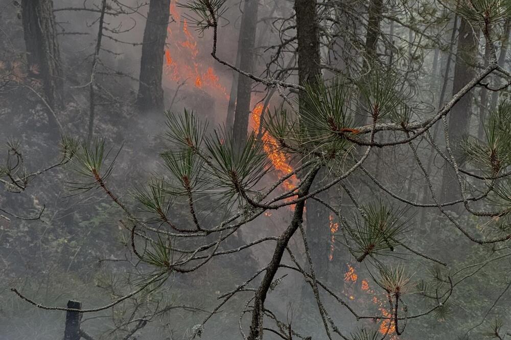 ŠUMSKI POŽAR NA TARI, GROM NAPRAVIO HAOS: Pokrenula se vatrena stihija, lokalci pomažu u gašenju! (FOTO)