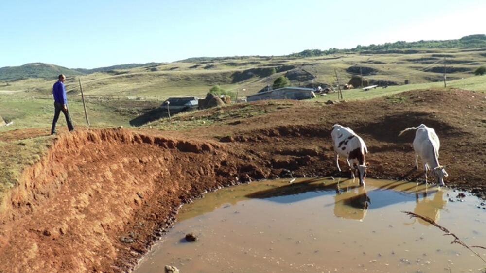 suša, bara, krave