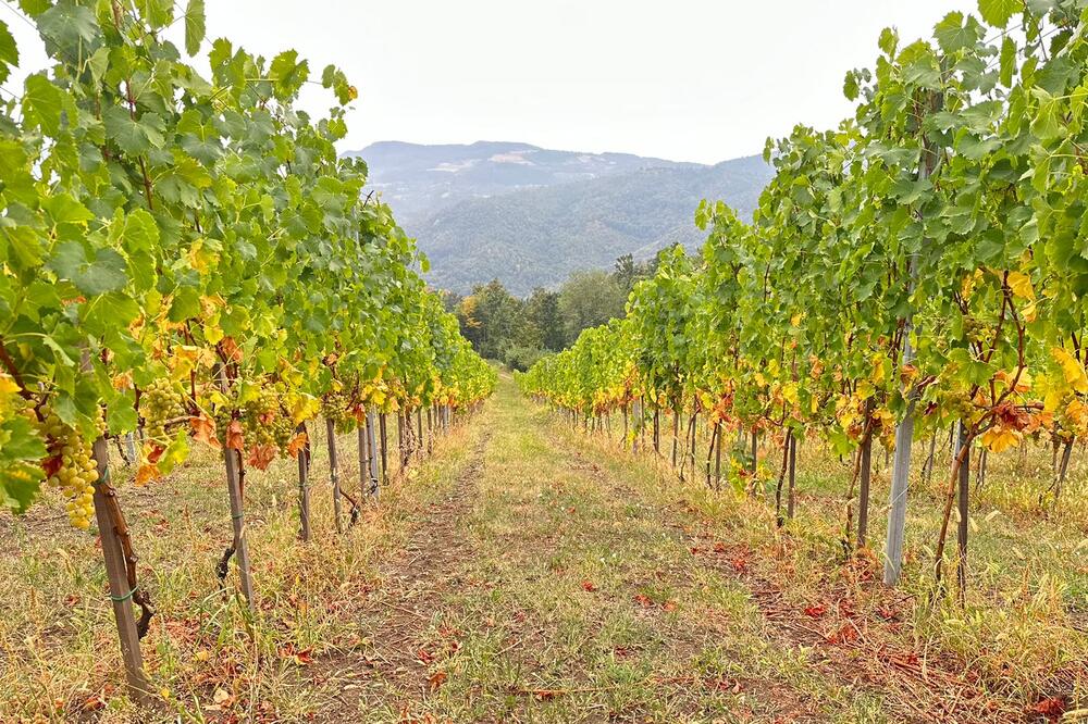 BERBA GROŽĐA ZBOG SUŠE POČELA RANIJE: Tomići na Kablaru imaju velićanstvene vinograde (FOTO)