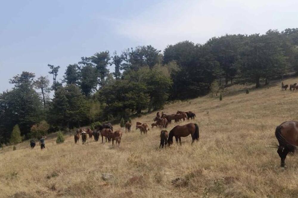 Kraj agonije! Divlji lepotani dočekali svoj spas: Krdo konja sa planine Stolovi konačno će dobiti vodu (FOTO)